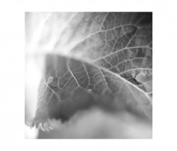 botany - aromatiche- black and white - macro photography